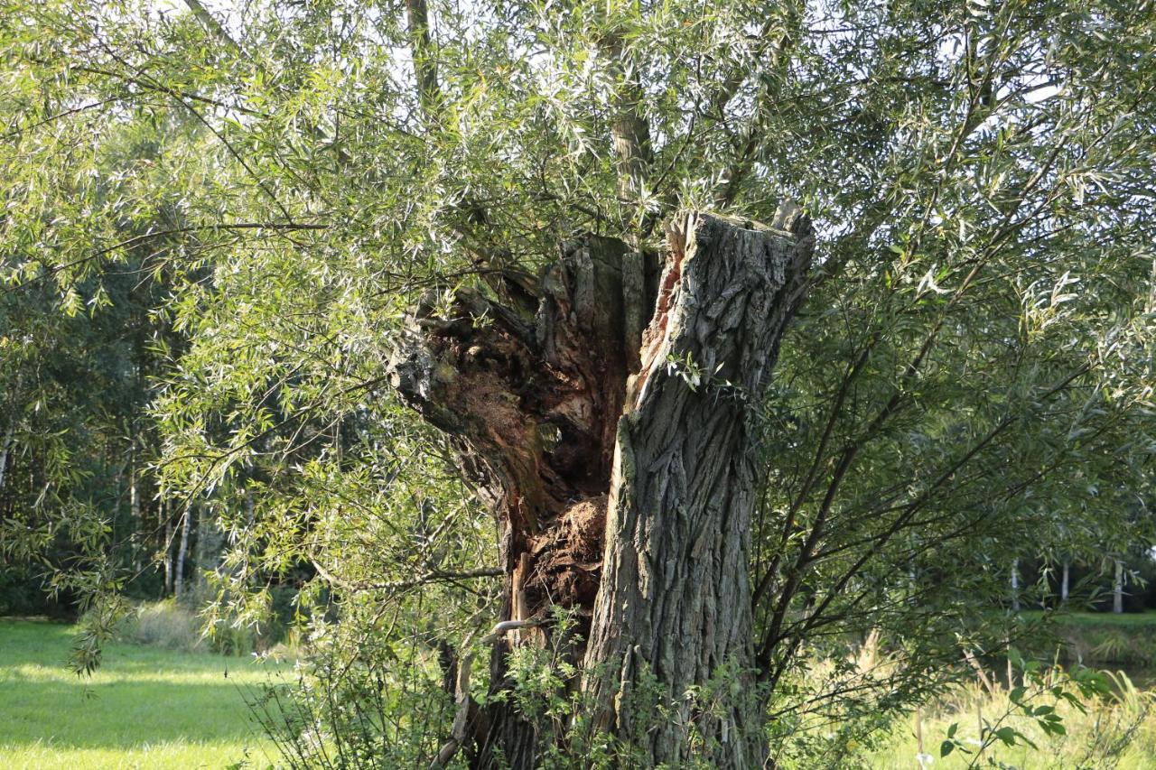 Agroturystyka Zulawiaczek Nowy Dwór Gdański Exterior foto